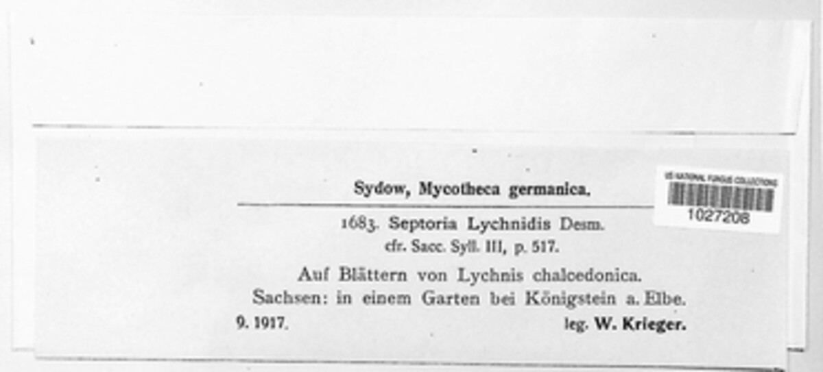 Septoria lychnidis image